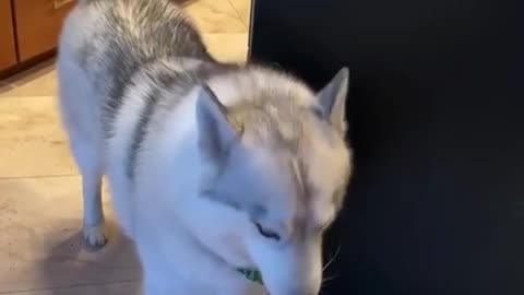 TALKATIVE HUSKY ARGUING WITH HIS OWNER.