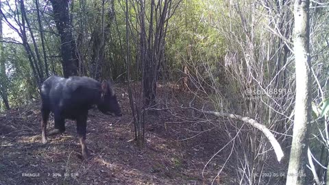 Rare animal appreciation:Mainland Serow, Serow