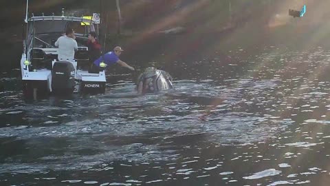 Ballena busca la ayuda de los humanos para liberarse de las bolsas de plástico atrapadas en su boca