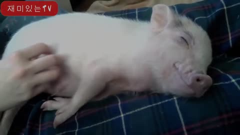 CUTE MICRO PIG, CUTE MINI PIG COMPILATION