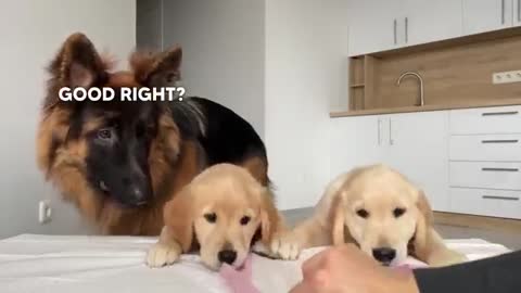 German Shepherd Reviews Food With Puppies