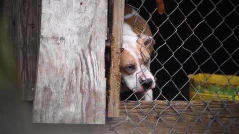 Nearly 150 dogs rescued in Florida