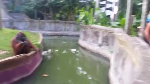 What Takes Place After A Man Throws A Treat At An Orangutan Everyone is laughing incredulously