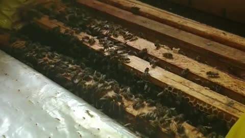 Bee hive, beekeeper shows children how the bee hive works.