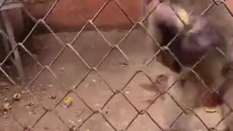 Funny and Cute Monkey Videos Compilation 2022 P12 - Monkey Videos