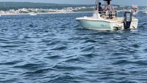 Humpback Whale Breached and Landed on Our Boat