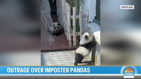 Chinese zoo under fire after dyeing dogs to resemble pandas