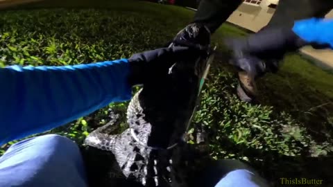 Body cam shows a five-foot gator being hauled away from Cutler Bay home's front porch