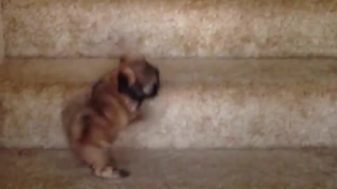 Puppies vs Stairs: Puppy Tries Stairs with Help From Cat, Dog Siblings | The Dodo