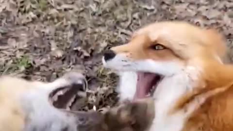 Fox Laugh