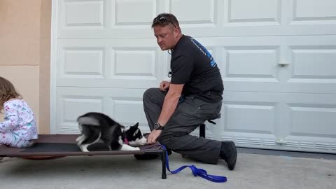 Husky Puppy Day 1 Very First Lesson