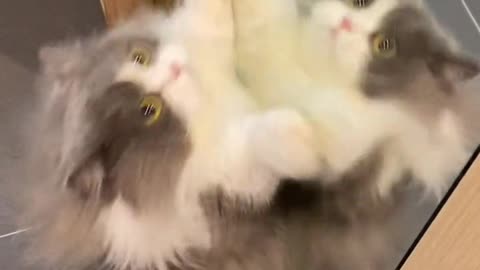 funny cat video funny cat videos #funny #funnycats #shorts