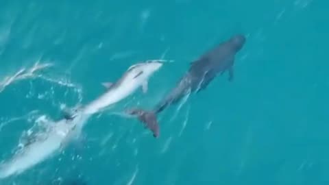 Playful Dolphin Tag in the Open Ocean! 🐬