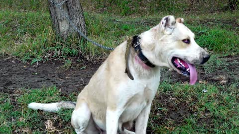 GREAT CENTRAL ASIAN SHEPHERDS.The biggest ferocious dog.Alabai.huge dog.Giant dog