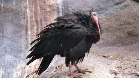 Northern Bald Ibis Bird Northern Soon Ibis