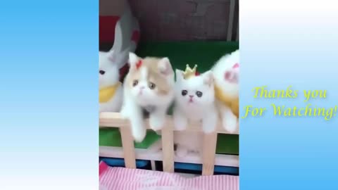 Cat funny videos 2022