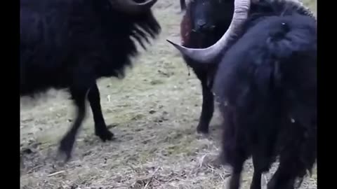 Angry goats