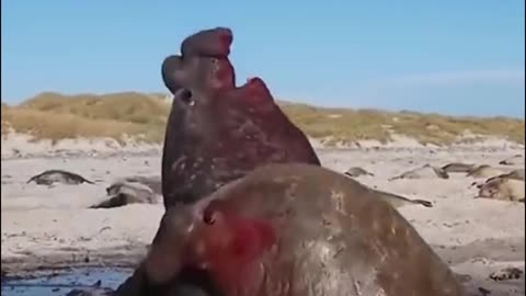 Oh, my God, two seals are fighting