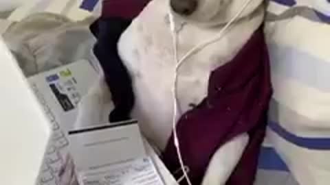 See the expression of this puppy when invited by its owner to pay its expense, impressive!