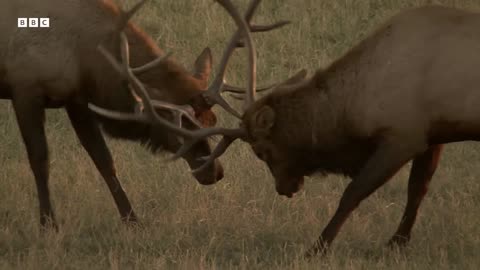 Rival Male Elk Rut for Supremacy Yellowstone BBC Earth