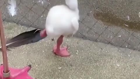 Pink Flamingo attempting to stand on one leg