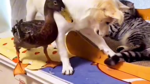 Cat vs Dog Vs Duck