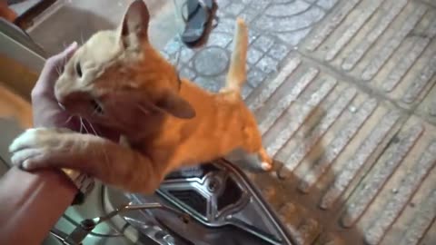 How cats React When seeing Strange 1st Time -Running or Being Friendly 11?||Viral Cat||