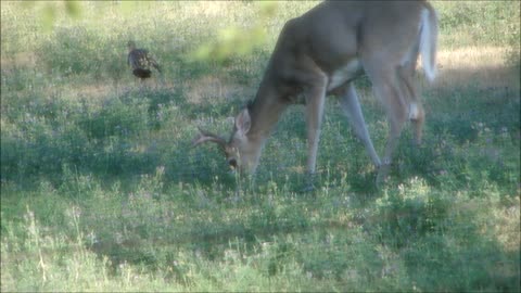 Bird & Buck Buds