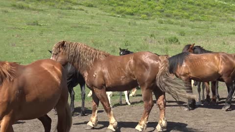 The stallion herds the horses