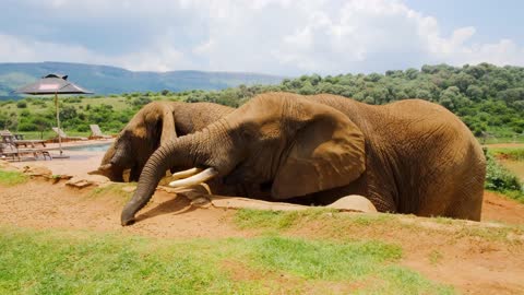 Beautiful elephant