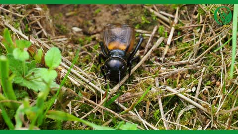 Crickets playing music with their wings in the rice fields