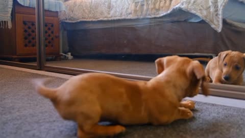 Cute puppy dog scared by a mirror