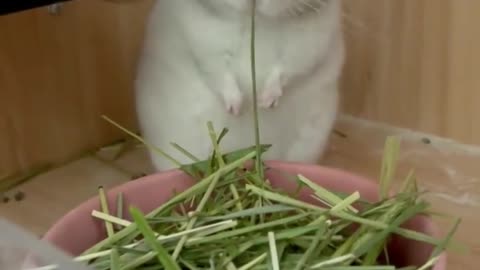 Funny chinchillas eat grass