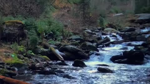 Water flowing in the pin tree forest