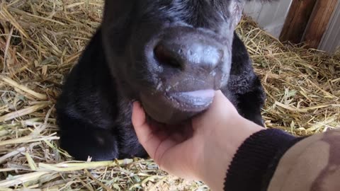 Rescuing a Calf Trapped by a Snowstorm