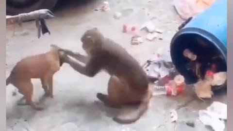 Dog 🐶 vs monkey 🐒 fight ,who will win??????