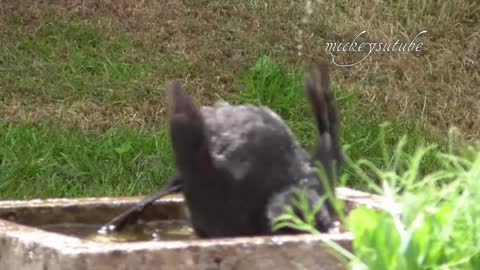 Black bird bath time