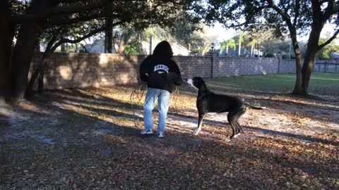 Katie the Great Dane helps pick up sticks