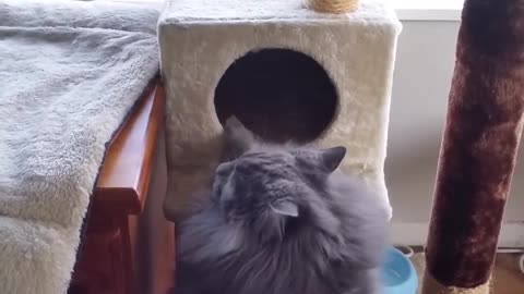 Cat Too Fat To Fit In Tower