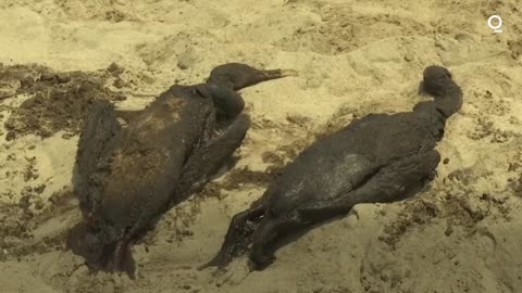 Oil spill off Peru Stemming from the Tonga