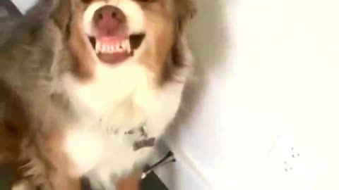 Funny Animal Videos 2024 Best Dogs And Cats Videos 😺😍short,viral,tiktok