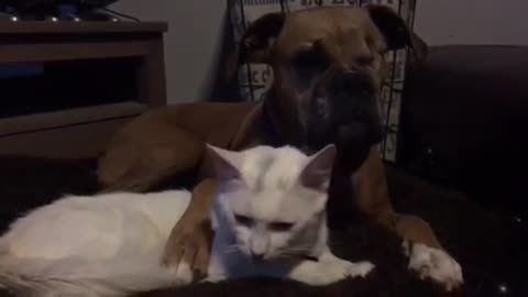 One-eyed dog and injured cat fall in love in their foster home