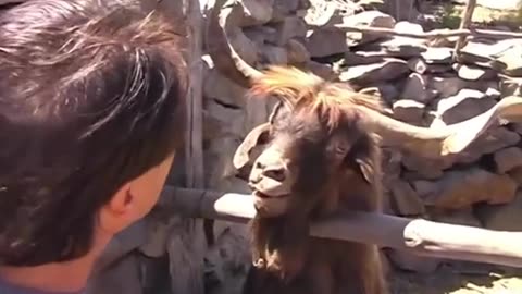 Goat Vs Man Funny Video