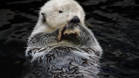 An otter swimming