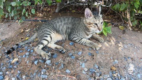 MICHAEL JACKSON - Homeless cat in Ras Al Khaimah, UAE #cat #cats #MichaelJackson #emirates #ae #UAE