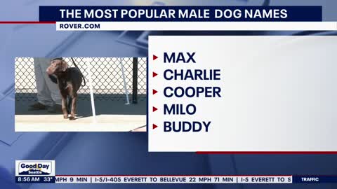 The most popular dog names of 2022 | FOX 13 Seattle