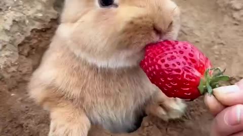 Rabbit love to eat strawberry 🍓