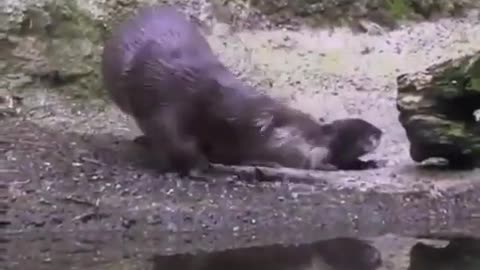 Not Bad - Dad Otter teaches his Baby how to swim!!