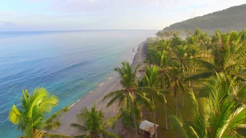 Palm Paradise: Aerial Journey Along Stunning Beaches.HD