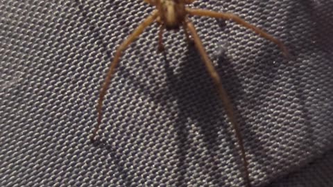 Big,ugly spider on my sofa